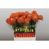 Nutans Ayoba Orange