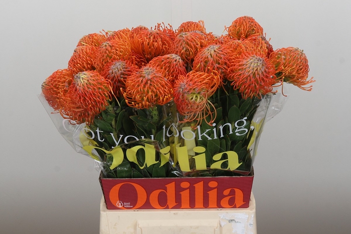 Nutans Ayoba Orange