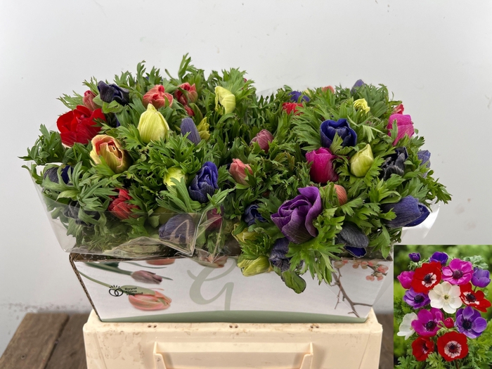 <h4>ANEM CO MAR GEM</h4>