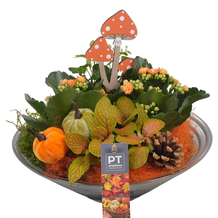 <h4>Arr.   Planten L%</h4>