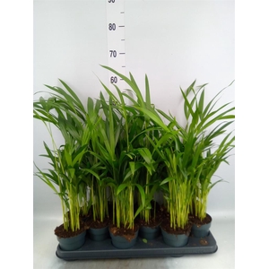 Dypsis lutescens   ...Chrysalidoca