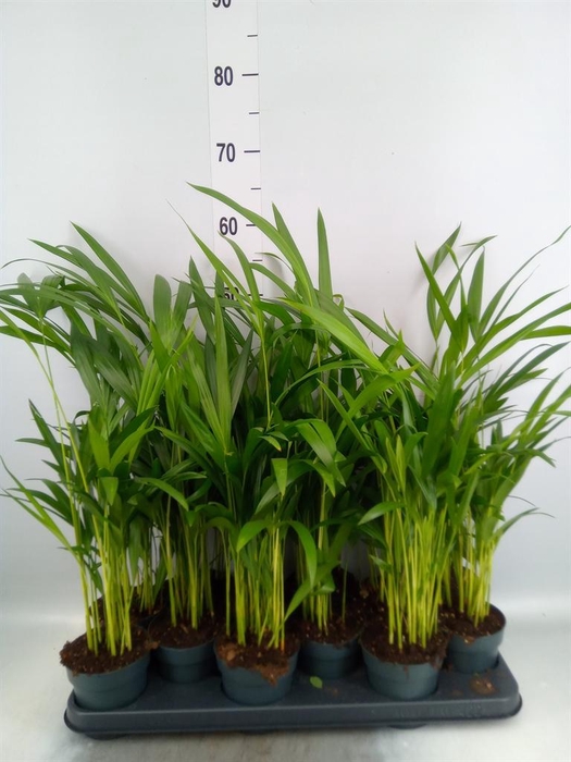 <h4>Dypsis lutescens   ...Chrysalidoca</h4>