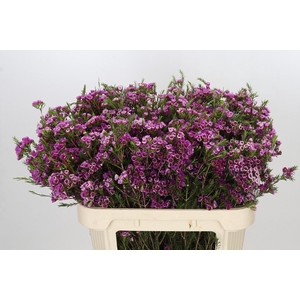 Chamelaucium 'Nina's Delight'