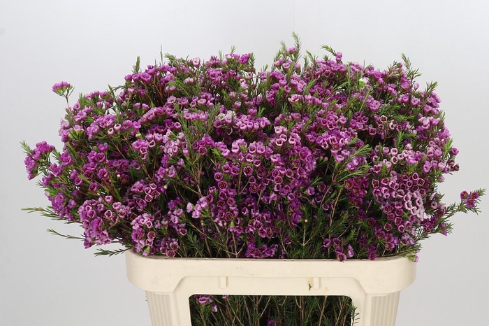 <h4>Chamelaucium 'Nina's Delight'</h4>