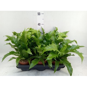 Asplenium antiquum 'Gioia'