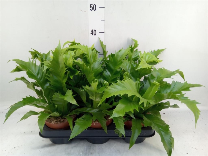 <h4>Asplenium antiquum 'Gioia'</h4>