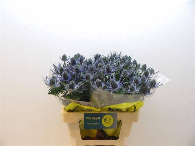 <h4>Eryn Mag Blue Lagoon</h4>