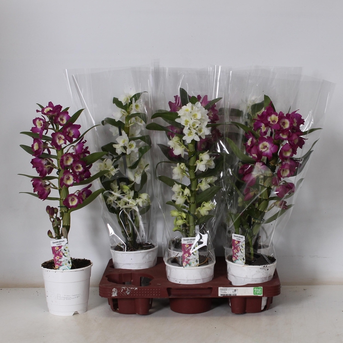 <h4>DEND NOBILE</h4>