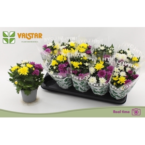 CHRYS DA VINC GEM PT