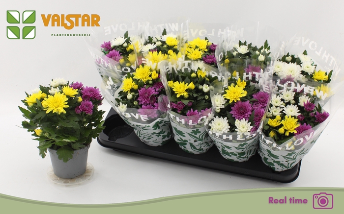 <h4>CHRYS DA VINC GEM PT</h4>