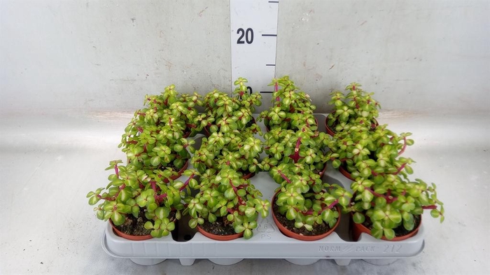 <h4>Portulacaria afra 'Variegata'</h4>