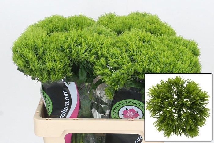 <h4>DI BARB KIWI MELLOW</h4>