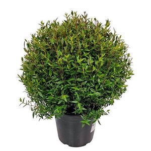Myrtus Communis Bush - 1091