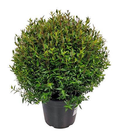 <h4>Myrtus Communis Bush - 1091</h4>