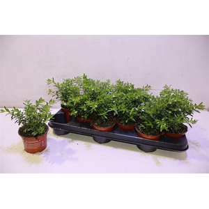 Cuph Hyssopifolia White