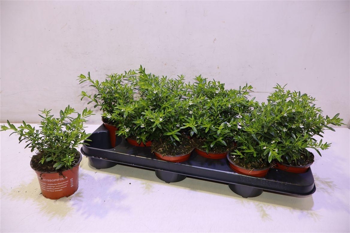 <h4>Cuph Hyssopifolia White</h4>