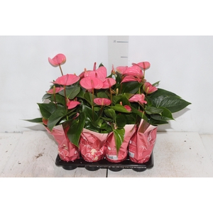 ANTHURIUM ROSA P06