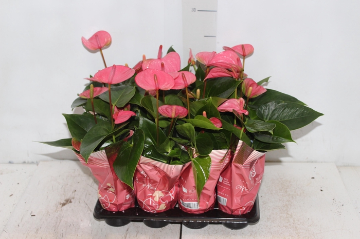 <h4>ANTHURIUM ROSA P06</h4>