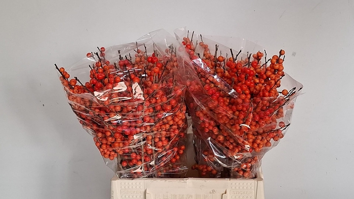 <h4>ILEX VE ORANGE GLOW</h4>