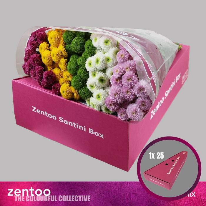 <h4>CHR S MIX POMPON</h4>
