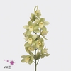 Cymbidium Mint Ice  Doos