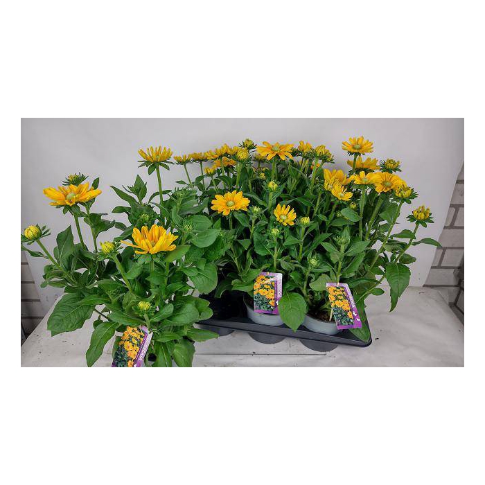 <h4>Rudbeckia 17Ø 45cm</h4>