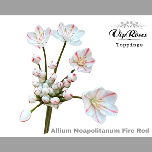 ALLIUM NEOPOLITANUM FIRE RED L55cm