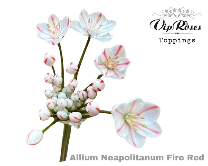 <h4>ALLIUM NEOPOLITANUM FIRE RED L55cm</h4>