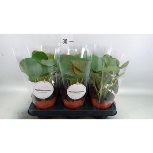 Pilea peperomioides
