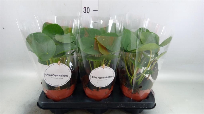 <h4>Pilea peperomioides</h4>