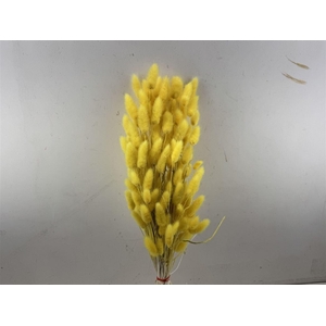 Dried Lagurus X5 Bl Yellow Bunch