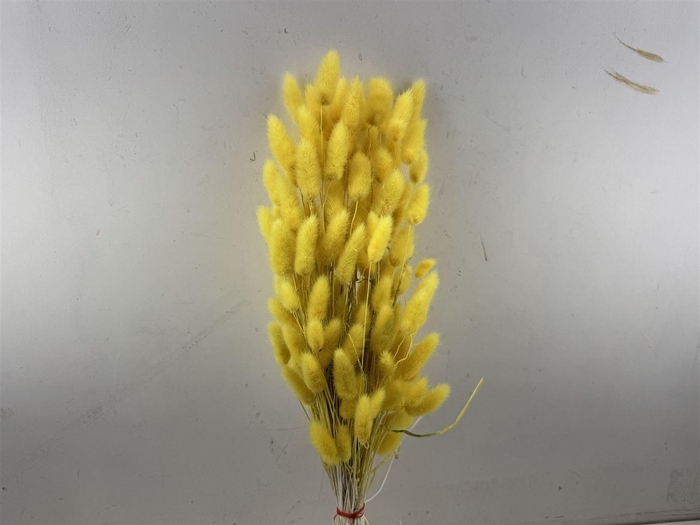 <h4>Dried Lagurus X5 Bl Yellow Bunch</h4>