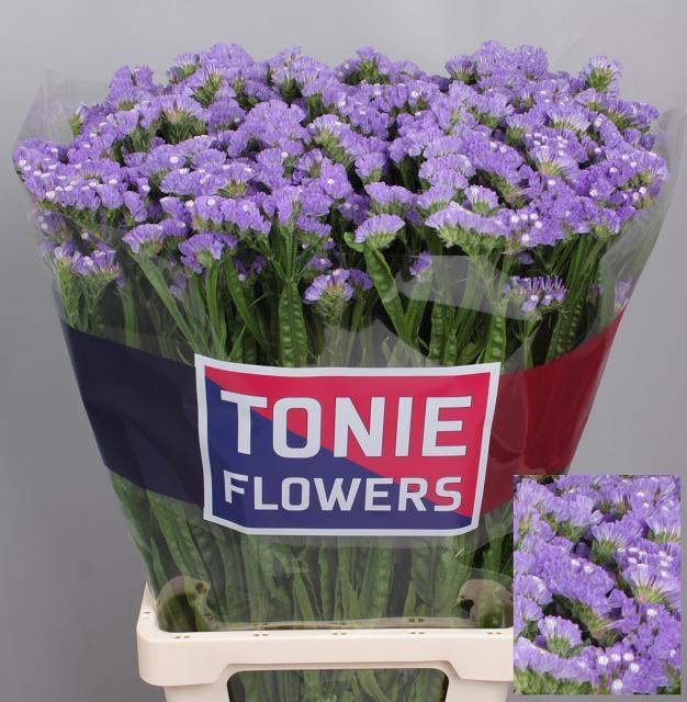 <h4>LIM S SKY WINGS</h4>