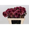 Dahlia Seniors Hope