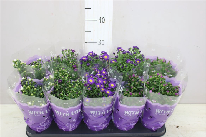 <h4>Aster Starlite Gemengd</h4>