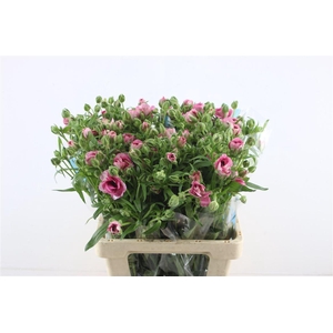 Ran Butterfly Jupiter 60cm