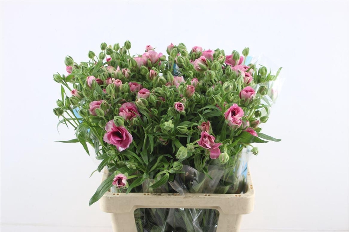 <h4>Ran Butterfly Jupiter 60cm</h4>