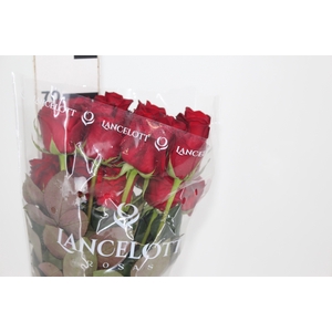 ROSA FREEDOM 070 CM ESTUFA