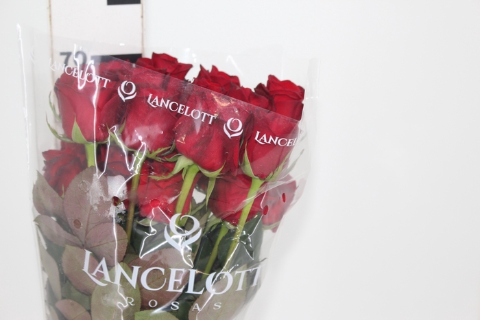 <h4>ROSA FREEDOM 070 CM ESTUFA</h4>