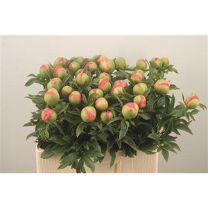 Paeo L Coral Sunset Ex