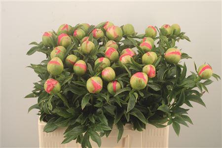 <h4>Paeo L Coral Sunset Ex</h4>