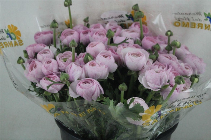 <h4>Ran Cloni Sup Nebbia</h4>