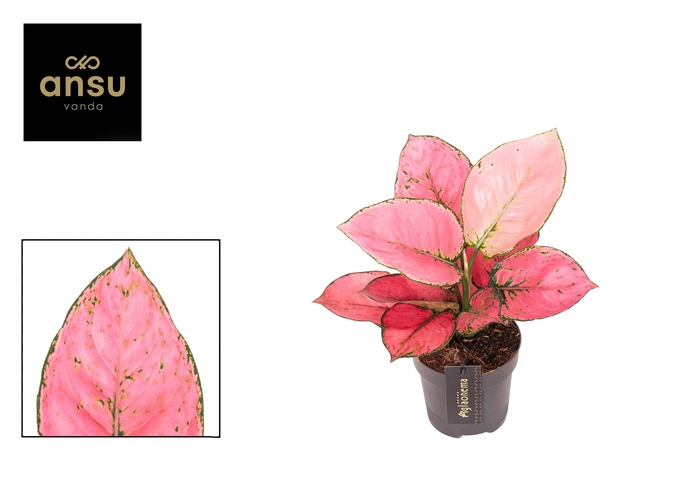 <h4>Aglaonema Rose Red</h4>