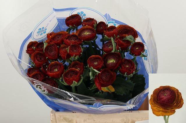 <h4>RAN SU NERONE</h4>