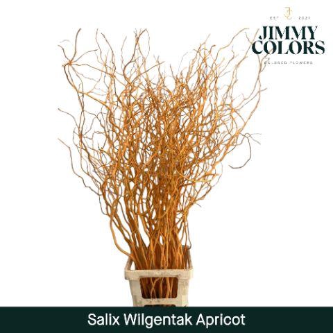 <h4>Salix Golden Curls Apricot</h4>