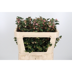 Symphoricarpos Charm Fantasy