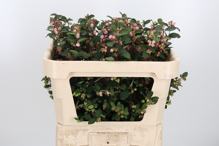 <h4>Symphoricarpos Charm Fantasy</h4>