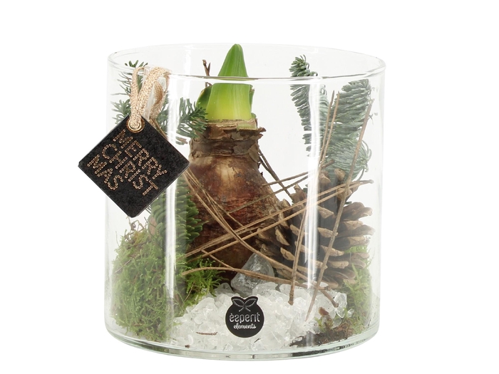 <h4>61702: X-mas arrangement</h4>