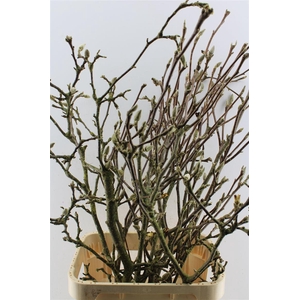 Magnolia Grandiflora Ex