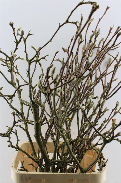 <h4>Magnolia Grandiflora Ex</h4>